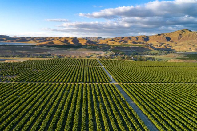 photo - Olive Ranch in Bakersfield, California