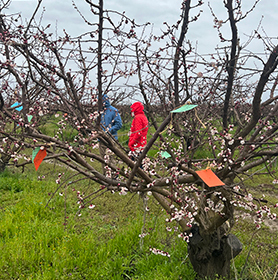 photo - Blossom Bathing