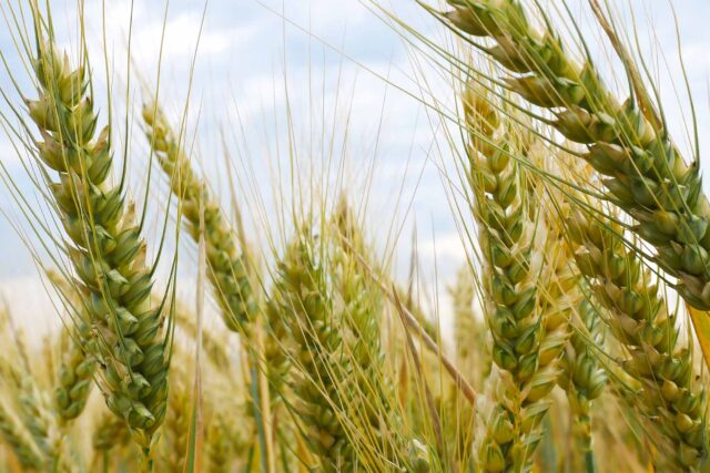 photo - Wheat Field Before Harvest