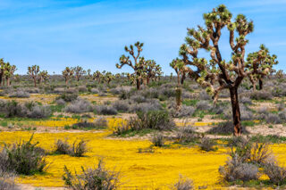 photo - Spring season in the Mojave Desert of California with Joshua Trees and yellow wildflowers