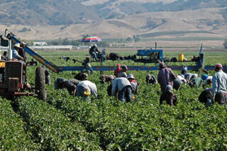 photo - Farm Workers Harvesting near Gilroy, California