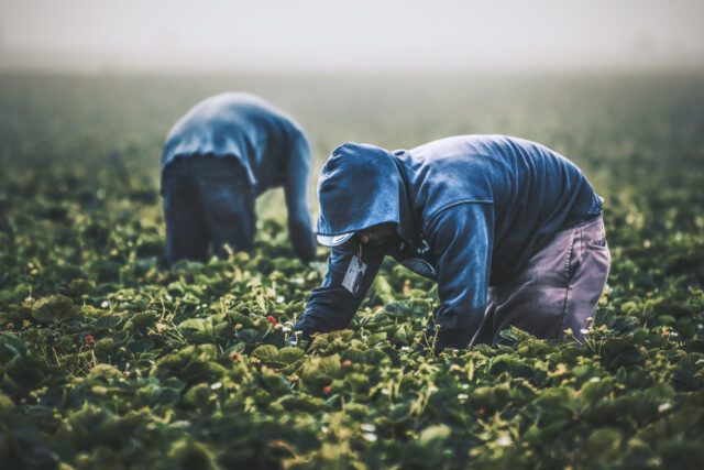 photo - Field Workers Strawberry Picking in California