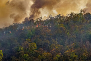 photo - Forest Fire