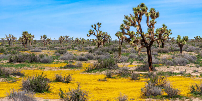 photo - Joshua Trees and Yellow Wildflowers in Mojave Desert