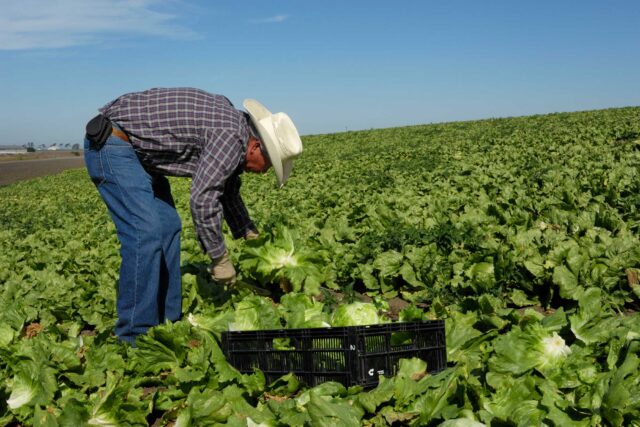 photo - Man in Fields Harvesting Lettuce