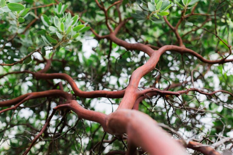 photo - Manzanita Bush Trunk and Leaves