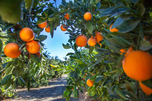 photo - Orange Trees in California