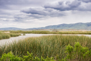 photo - Wetlands in Alviso Marsh